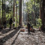 Kawansh: «Bosque escuela» (2018)