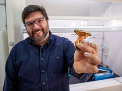 Hongos: la clave para una agricultura con sello orgánico y sustentable